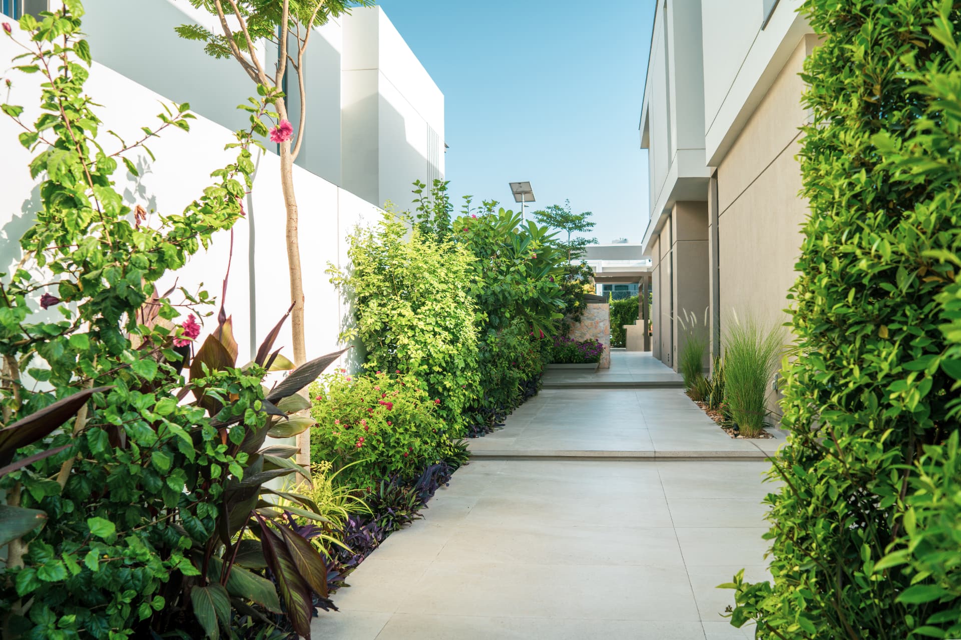 Villa garden walkway, lawn and planting in Dubai daylight